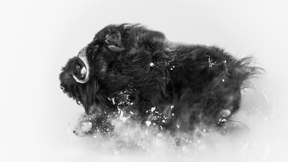 2nd Place in Wildlife. Photograph and caption by Jonas Beyer / 2018 National Geographic Photo Contest. A few miles from Qaanaaq (Thule), Greenland, I was on a hike in search of musk oxen when I came upon a group of them. This ox was running on a hillside in deep snow, which exploded underneath it—an amazing sight. The photo came together in a few seconds. I was lucky enough to be at the right spot to observe them frolicking, and then I had the incredible experience of watching them closely for about an hour. I love photographing musk oxen against the wintry landscape: They’re extremely tough Arctic survivors. This photo shows their beauty and their power—and the snow they deal with for about eight months of the year.