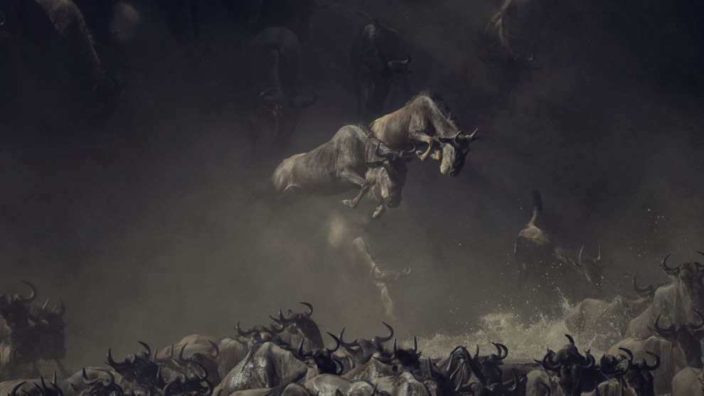 1st Place in Wildlife. Photograph and caption by Pim Volkers / 2018 National Geographic Photo Contest. It was early morning when I saw the wildebeests crossing Tanzania’s Mara River. The layering of dust, shade, and sun over the chaos of wildebeests kicking up water gives this picture a sense of mystique and allure. It’s almost like an old painting—I’m still compelled to search the detail of the image to absorb the unreal scene.