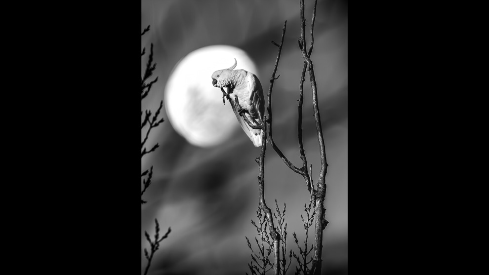 'Cockatoo Vs Moon,' by Rudy Kalele. Third, Animals Category, The Mono Awards 2025.
