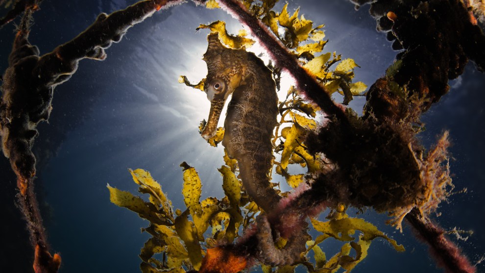 Photographer: Gaetano Dario Gargiulo, Australia

"Swimming enclosures made up from thick rope meshes are pretty common in NSW (Australia), they get colonised by many forms of marine life seahorses in particular, for this reason among divers we call them "seahorses-hotels". I intentionally dive at dawn or dusk near these nets to catch seahorses in the best light. This picture was taken at the base of the net right before the sunset."