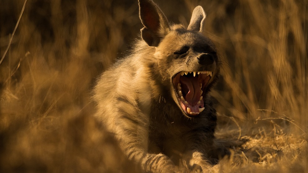 Photographer: Sohail Inzaman, India

"It was during summer, on that day the temperature was around 40 degree Celsius. We were moving towards zone 2 at Jhalana National Park, looking for Hyenas and then we saw him near its den. We were so closed, sitting quietly, watching him. As we know they emerge at night and during day time they go into their den hiding by sunrise. But I feel lucky that we encounter this adult male Hyena right close to the car."