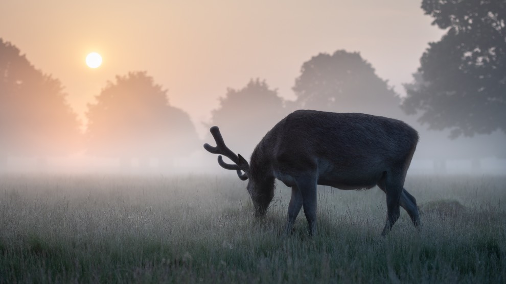 Photographer: Matthew Cattell, UK

"A red deer stag at dawn on a misty summer's morning in Bushy Park near London, UK. I’ve been following the red deers in the London Parks for the past three years, and summer has to be my favourite time of year to photograph them. Stags shed their antlers early in the year and then regrow them over the summer months in preparation for the breeding season or rut in autumn. This ensures the stag is in perfect condition for the breeding season. Whilst the antlers grow they are covered in a layer of protective velvet which looks stunning when lit in early morning light."
