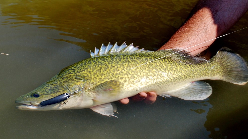 Trout cod fingerlings released into Macquarie River Fishing World