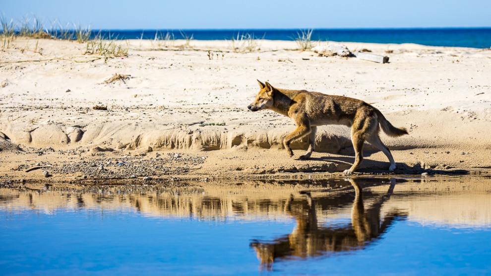 Fraser island © Darran Leal