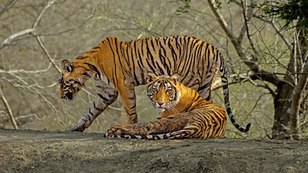 Image: Rakesh Arora Photography Safaris