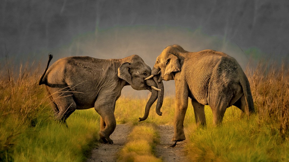 Image: Rakesh Arora Photography Safaris