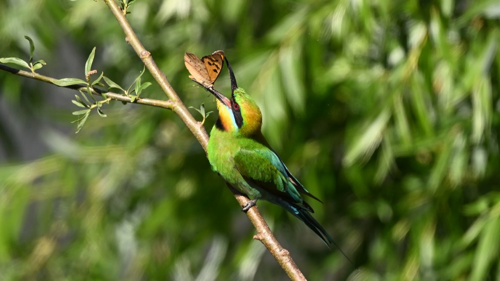 Nikon Z8, Nikon Z 800mm f6.3 lens. 1/4000s @ f7.1, ISO 1600, Leofoto tripod and gimbal.