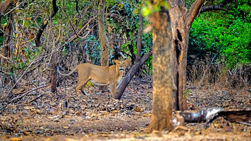 Image: Rakesh Arora Photography Safaris