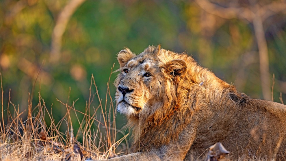 Image: Rakesh Arora Photography Safaris