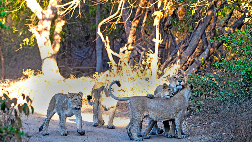 Image: Rakesh Arora Photography Safaris