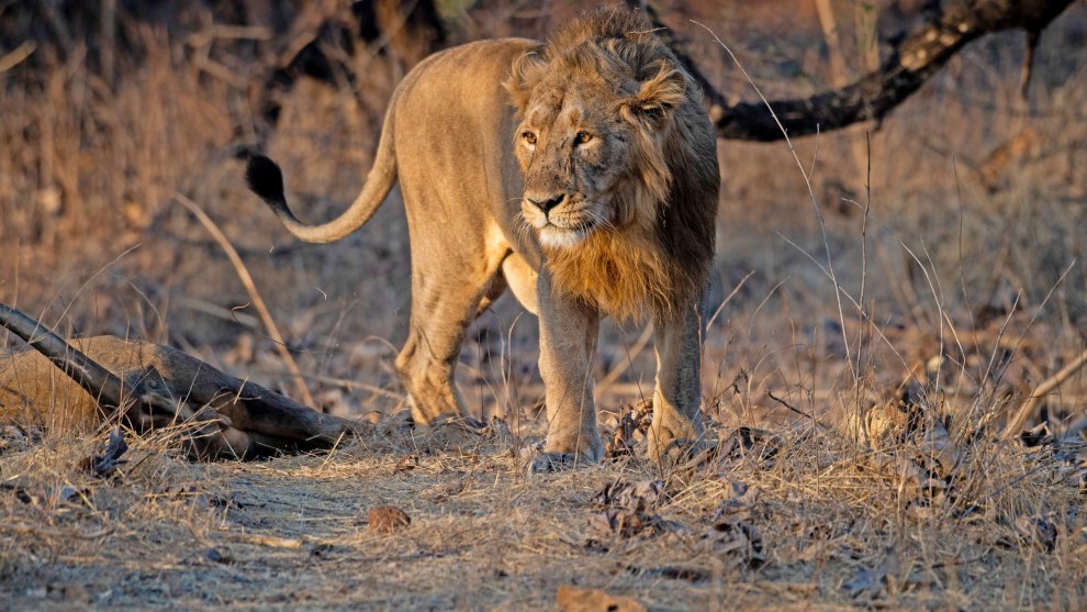 Image: Rakesh Arora Photography Safaris