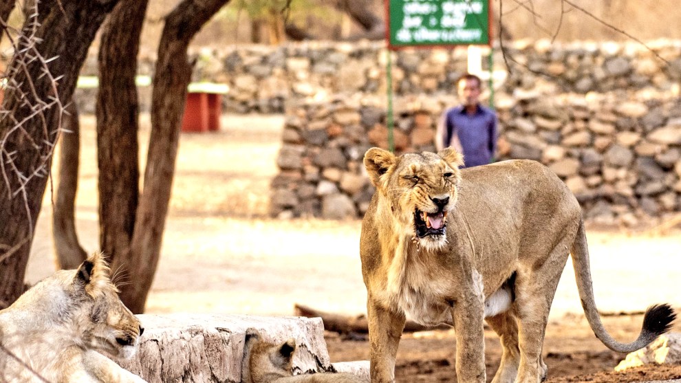 Image: Rakesh Arora Photography Safaris