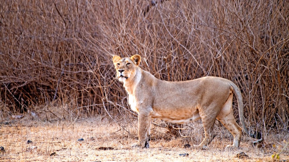 Image: Rakesh Arora Photography Safaris