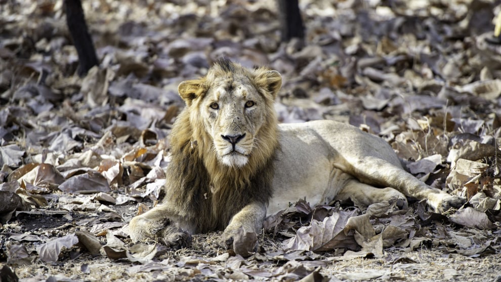 Image: Rakesh Arora Photography Safaris