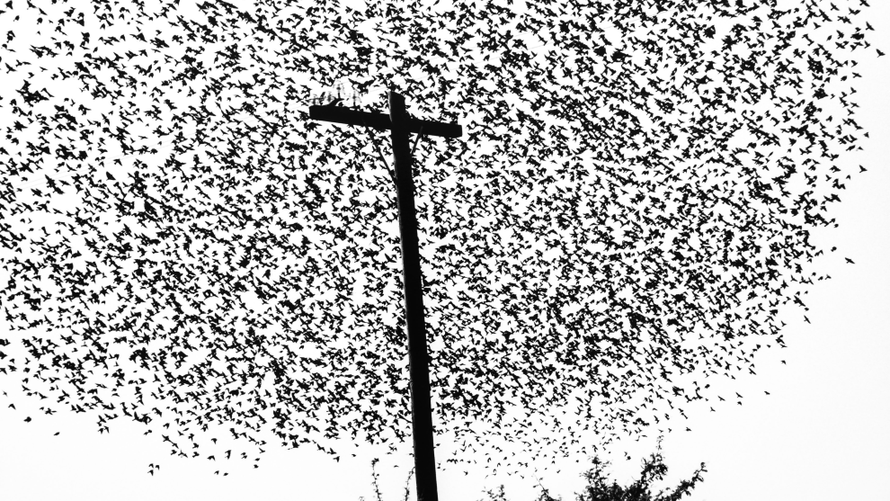 Graciela Iturbide
Aperture

Pájaros en el poste, carretera a Guanajuato (Birds on the post, highway to Guanajuato). Mexico. 1990.

“I was in my car on the highway to Guanajuato, and suddenly I saw this flock of birds. I love birds, for me they represent freedom.”

– Graciela Iturbide