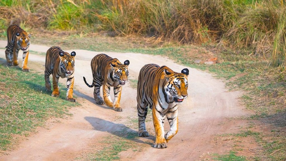 Image: Rakesh Arora Photography Safaris