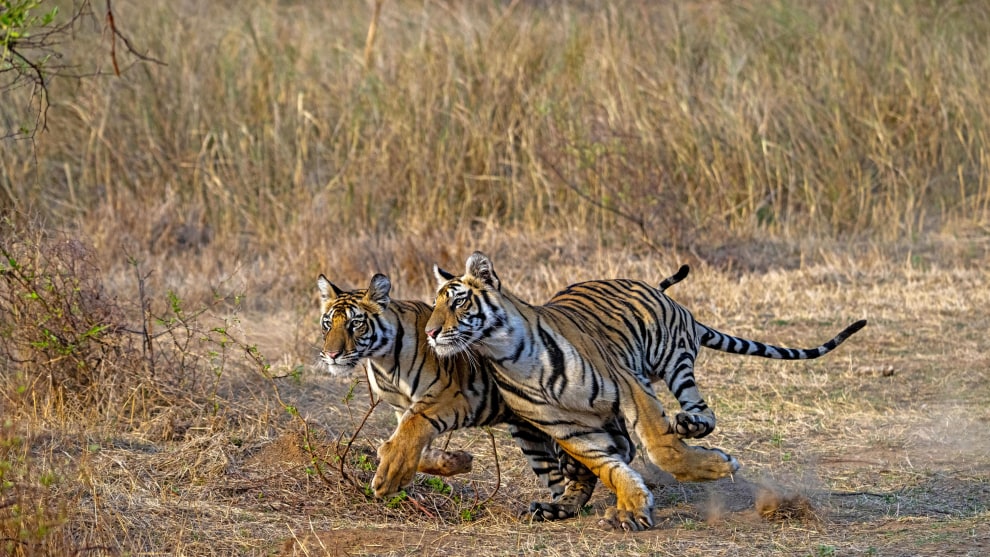 Image: Rakesh Arora Photography Safaris