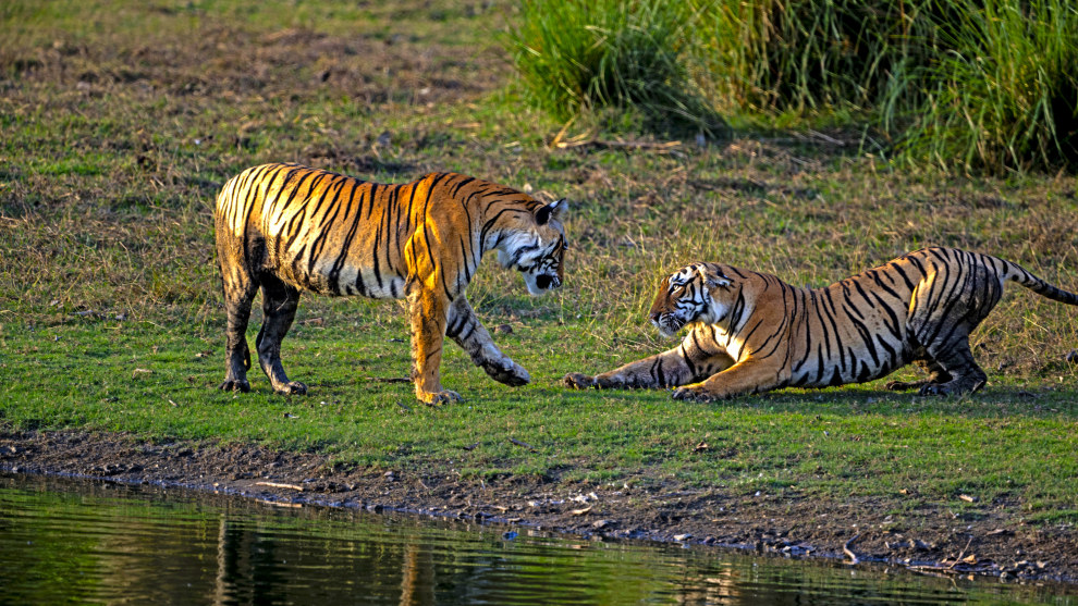 Image: Rakesh Arora Photography Safaris