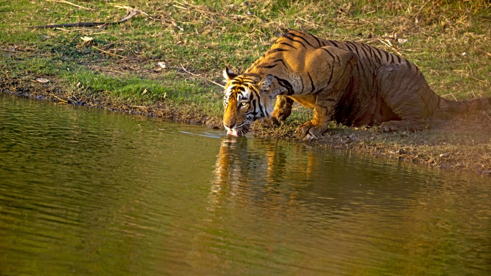 Image: Rakesh Arora Photography Safaris