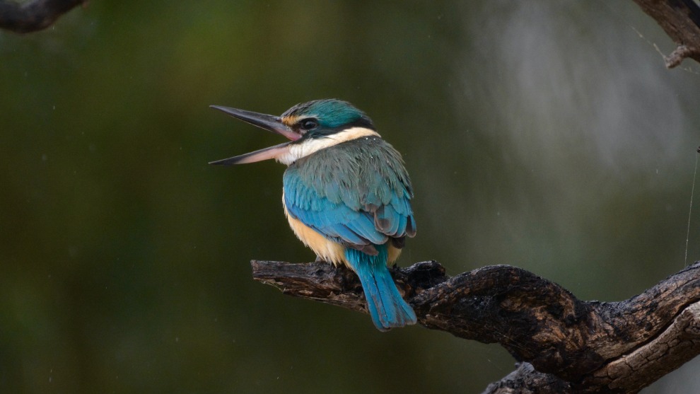 Image: Murray River Trails/supplied