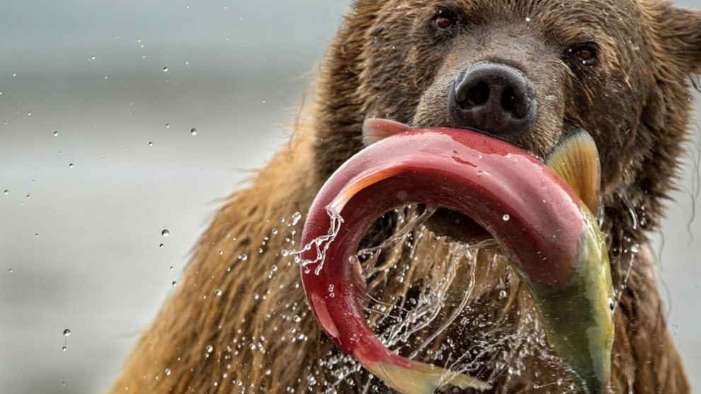 A finalist in the Natural World category – this brown bear successfully capturing a salmon in Kuril Lake (Credit: Roie Galitz)