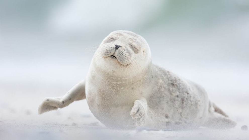 A finalist in the Natural World category – a seal pup enjoys the morning breeze on Düne Island in Germany (Credit: Erika Valkovicova)