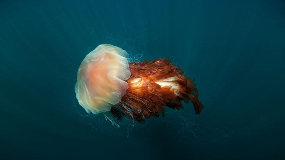 A finalist in the Natural World category – a lion’s mane jellyfish is lured by a rich plankton soup (Credit: Martin Prochazka)