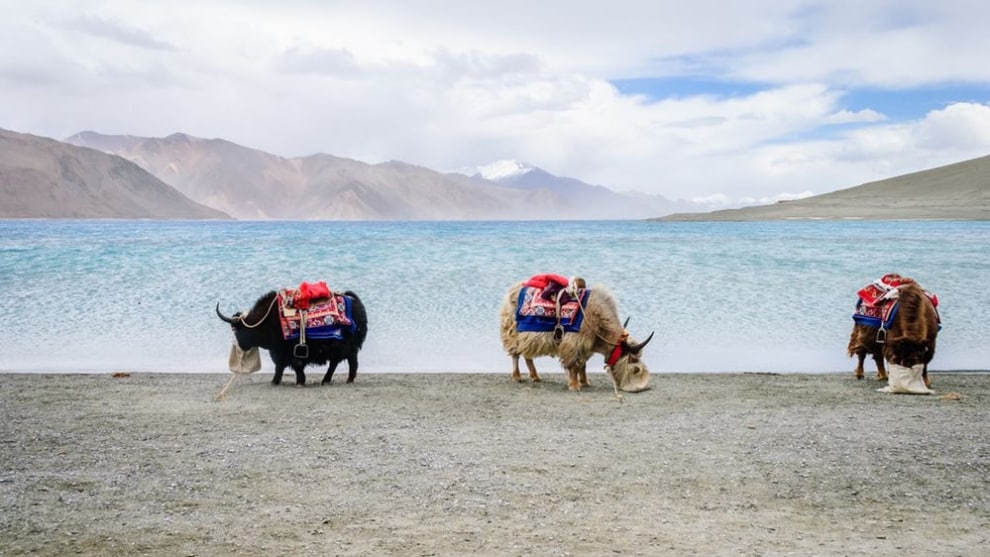 A finalist in the Travel category – yaks beside Pangong Lake (Credit: Yusuf Chiniwala)