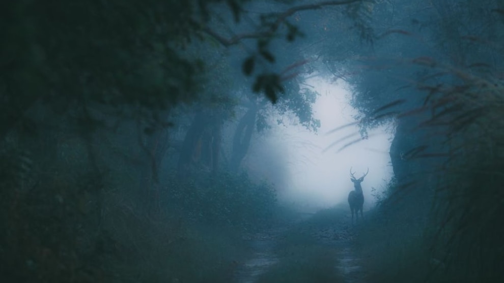 A finalist in the Altered Images category – a spotted deer stag on a cold winter morning in the forest (Credit: Swaroop Singha Roy)