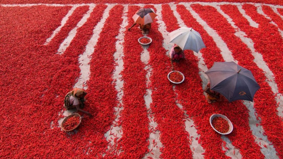 A finalist in the Travel category – countless chili peppers surround laborers in the Bogra district in the north of Bangladesh (Credit: Azim Khan Ronnie)