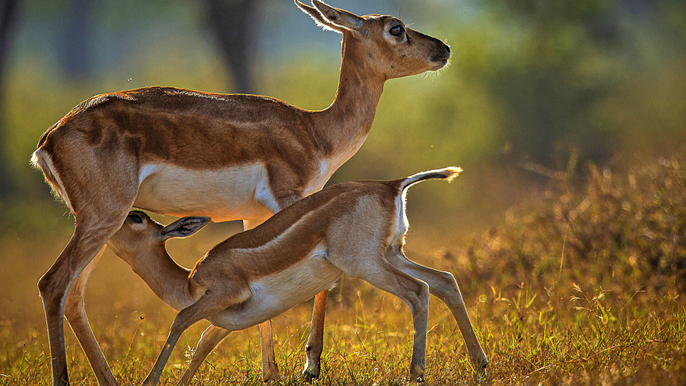 Image: Rakesh Arora Photography Safaris