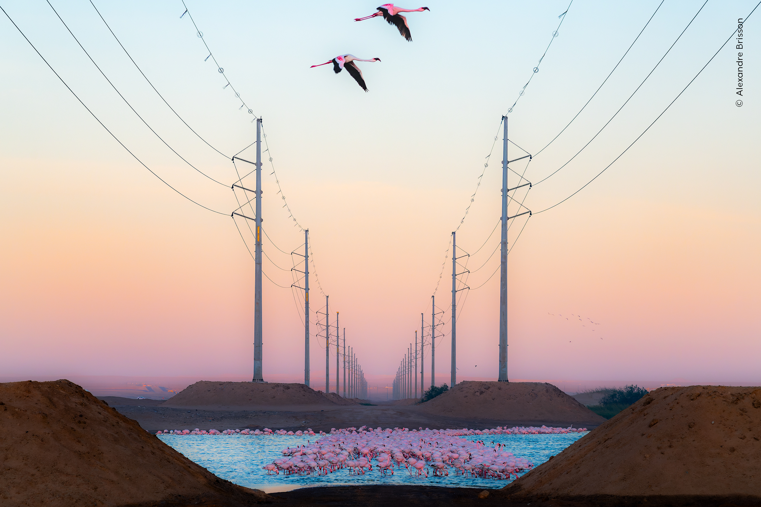 Beauty Against the Beast Alexandre Brisson (Switzerland) Highly Commended in the Wildlife Photographer of the Year Nuveen People’s Choice Award 2026. A group of flamingos stands out against a stark industrial backdrop of power lines. After a 10-hour drive, Alexandre arrived at this bird sanctuary in Walvis Bay, Namibia, just as the sun was setting. The smell from a nearby open-air dump was overwhelming, a sharp contrast to the beauty of the lesser flamingos. He waited for the right moment, hoping to capture them flying between the power lines. When two of them finally took off, their graceful flight stood out against the backdrop. The image shows how even spaces meant to protect wildlife carry the signs of human expansion.