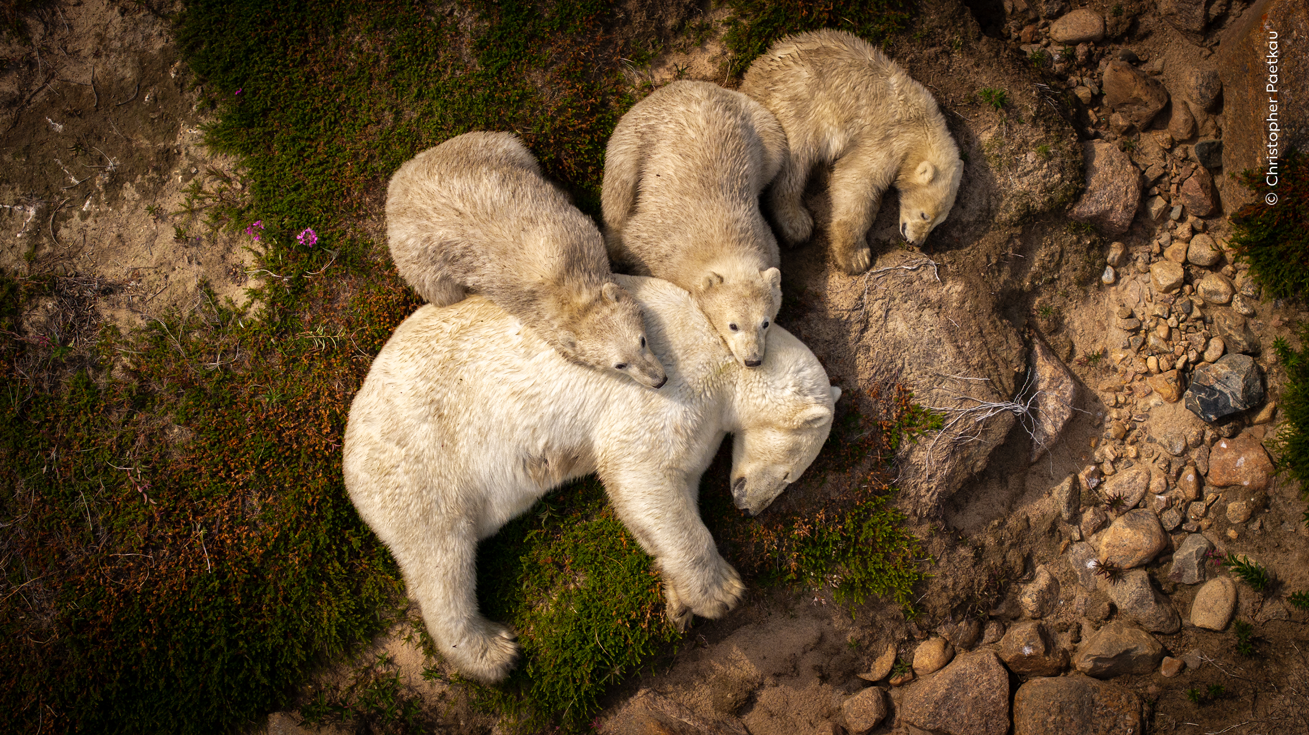 Family Rest Christopher Paetkau (Canada) Highly Commended in the Wildlife Photographer of the Year Nuveen People’s Choice Award 2026. A mother polar bear and her three cubs pause peacefully in the summer heat. This type of scene is getting rarer. The sun is high, the land wide and open. The polar bears rest after their long journey north along the Hudson Bay coast in Canada. Shrinking sea ice is making it harder for polar bears to hunt and find food to survive in summer. This is a story of endurance and a fleeting moment of hope in a world where survival is anything but certain.