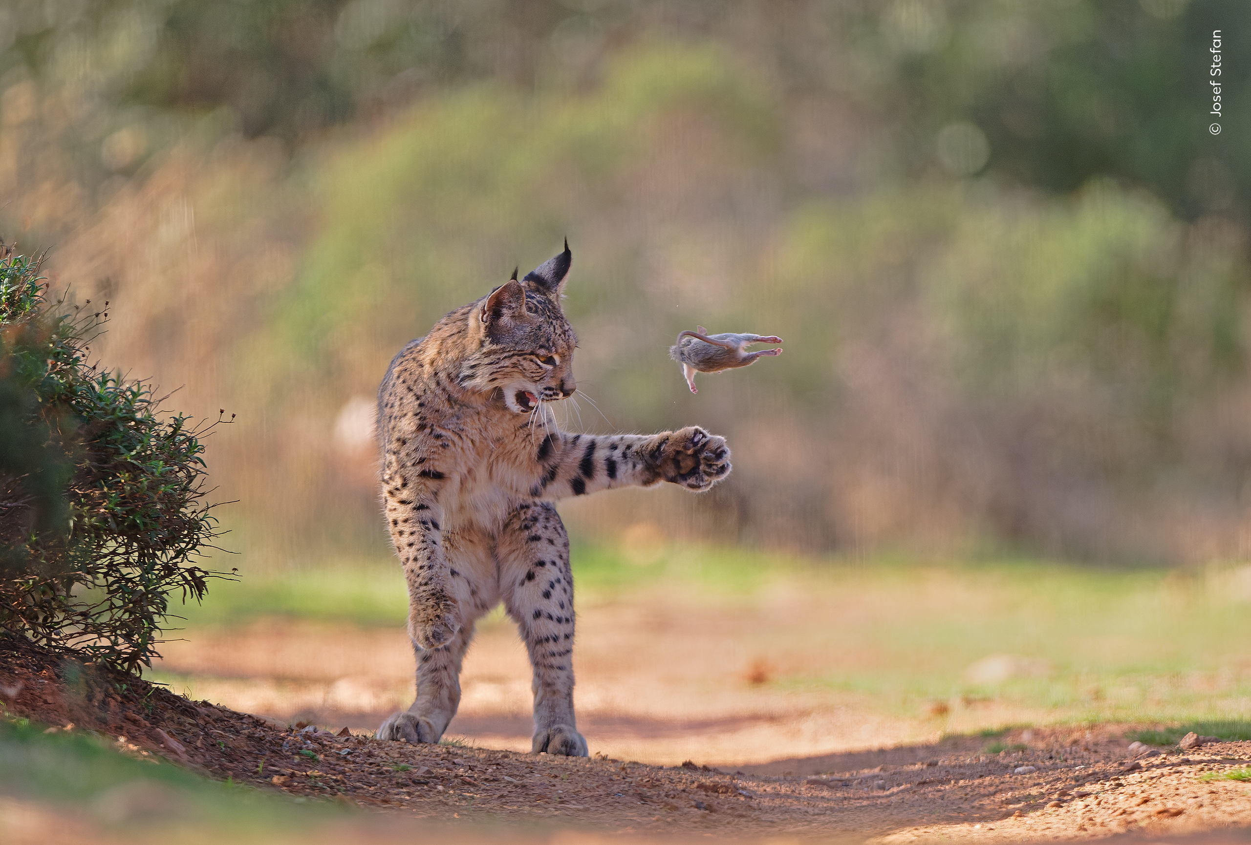 Flying Rodent Josef Stefan (Austria) Winner of the Wildlife Photographer of the Year Nuveen People’s Choice Award 2026. A young Iberian lynx playfully throws a rodent into the air before killing and devouring it. Josef has wanted to photograph lynxes for a long time. He was delighted when the opportunity arose to spend two weeks observing them from a hide at Torre de Juan Abad, Ciudad Real, Spain. It’s common for young lynxes to play with their prey before killing it. This one repeatedly threw the rodent high in the air and caught it again. To Josef, it looked as if the rodent could fly. The whole game lasted about 20 minutes before the lynx got bored. It then took the rodent behind a bush and ate it.