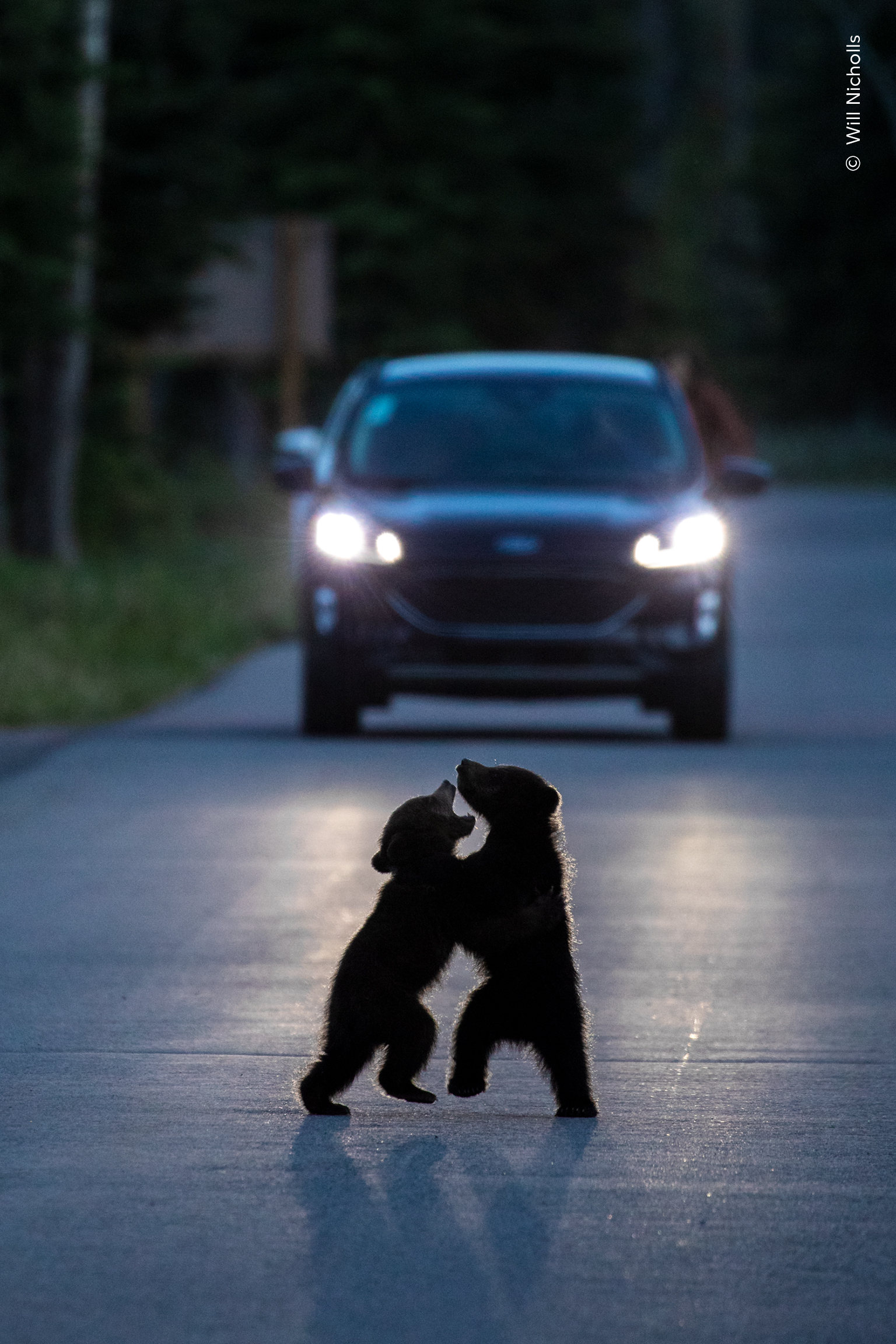 Dancing in the Headlights Will Nicholls (UK) Highly Commended in the Wildlife Photographer of the Year Nuveen People’s Choice Award 2026. A silhouetted pair of young bear cubs rear up and play-fight in the middle of a quiet road. Bears are a fairly frequent sight in Jasper National Park, Canada. But cubs are rarer, as mothers tend to keep them away from any threats. It’s an enchanting moment, but also a risky one for the playful young cubs silhouetted against the glow of car headlights. Framed by the darkness of the surrounding forest, the scene took on an almost theatrical feel for Will. When the lights aligned, he knew it was the image he was after.