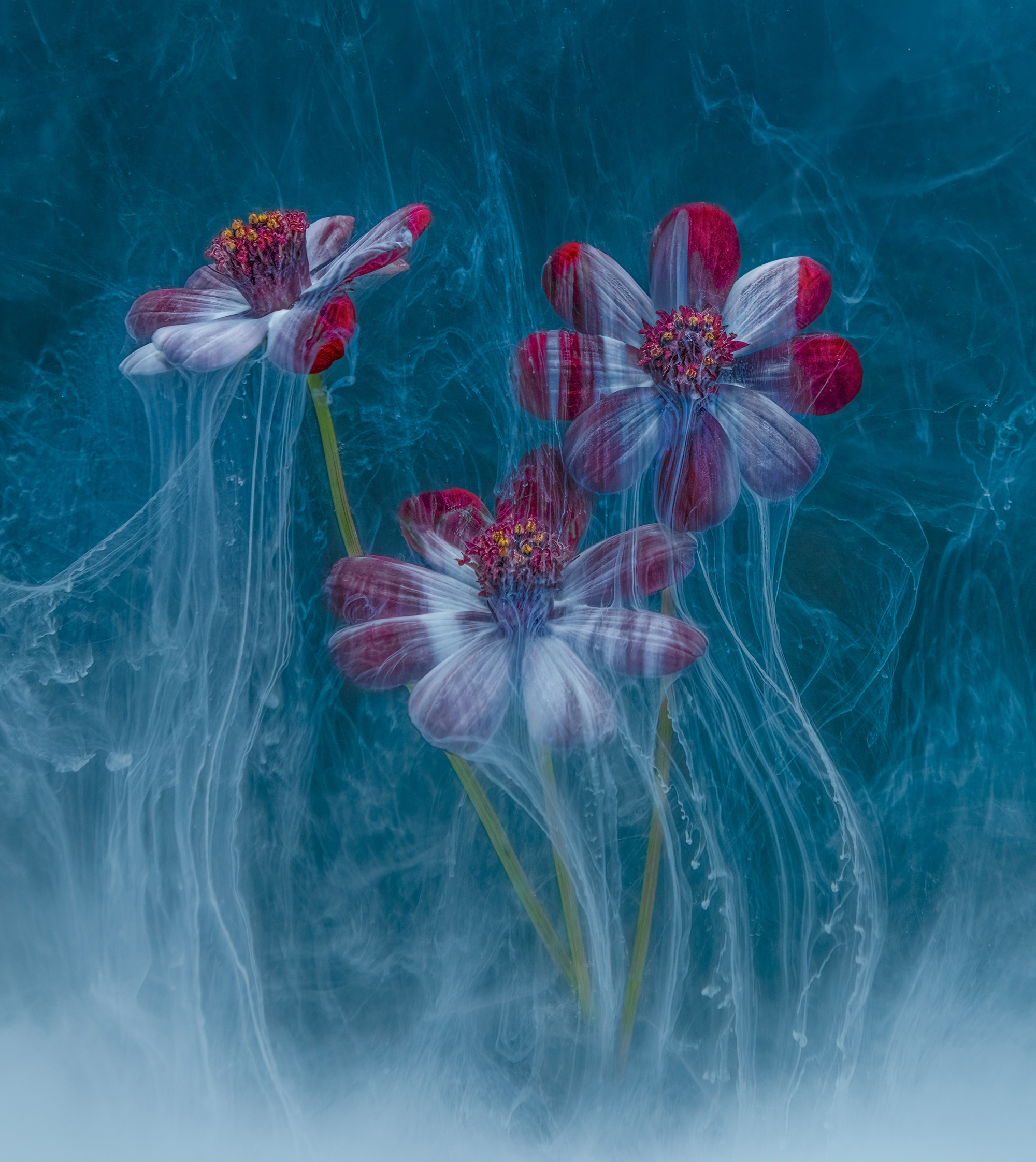 sue joy