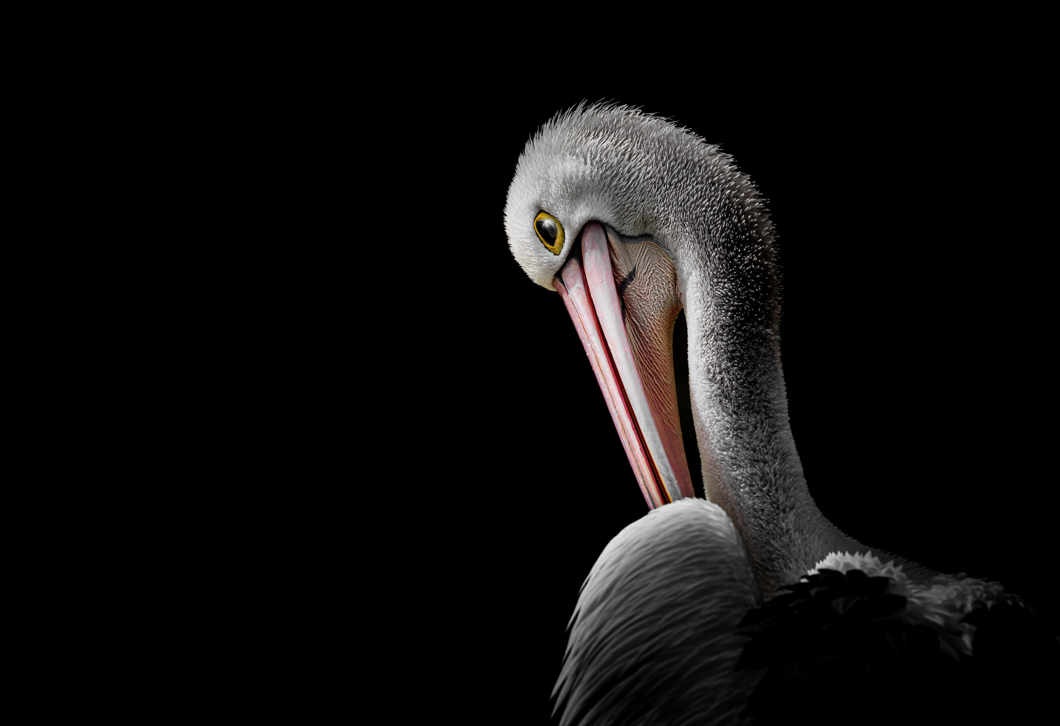 Junior category winner, Aaryan Dhakal, Silent grace. 17-year-old Aaryan Dhakal's category-winning image, Silent Grace, was inspired by an older pelican portrait that he felt “never quite felt complete”. “I was drawn to the balance of fragility and poise in these birds, but the challenge was in the light. I waited for that fleeting moment when the sun revealed every texture in the feathers. Among all the frames I captured, this one stood apart,” he recalls.