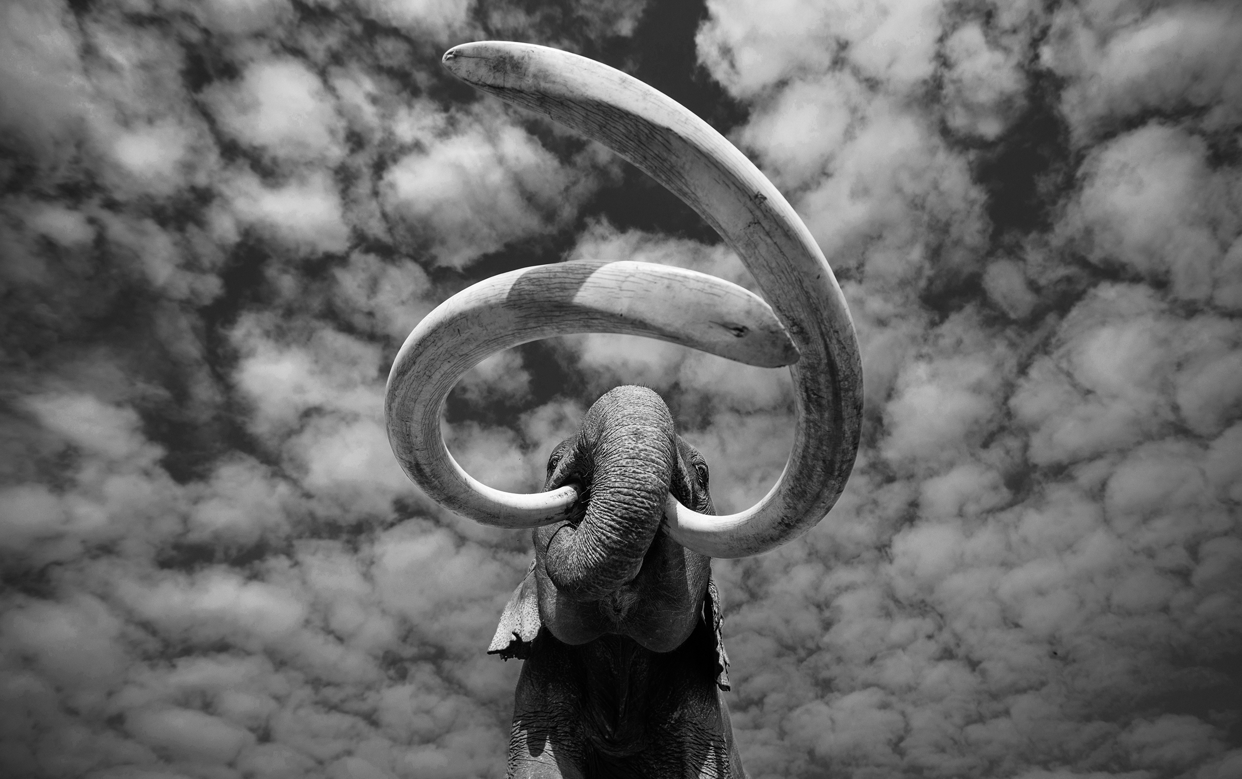 Animals category winner, George Dian Balan, When mammoths ruled the earth.The climax of over 50 million years of elephant evolution, Dian Balan’s Animals category winning image of an Asian Super Tusker sports tusks of the relative size and shape of the southern mammoth, the ancestor of the woolly mammoth. “Very few people know that Asian elephants can grow such amazing ivory, as the African big tusked elephants are better known by the public,” explains Dian Balan. It is thought that just 40 big tusked bulls from each of the two species of African and Asian elephants are left today, out of which just a handful can be considered Super Tuskers, blessed with the largest and longest ivory tusks.