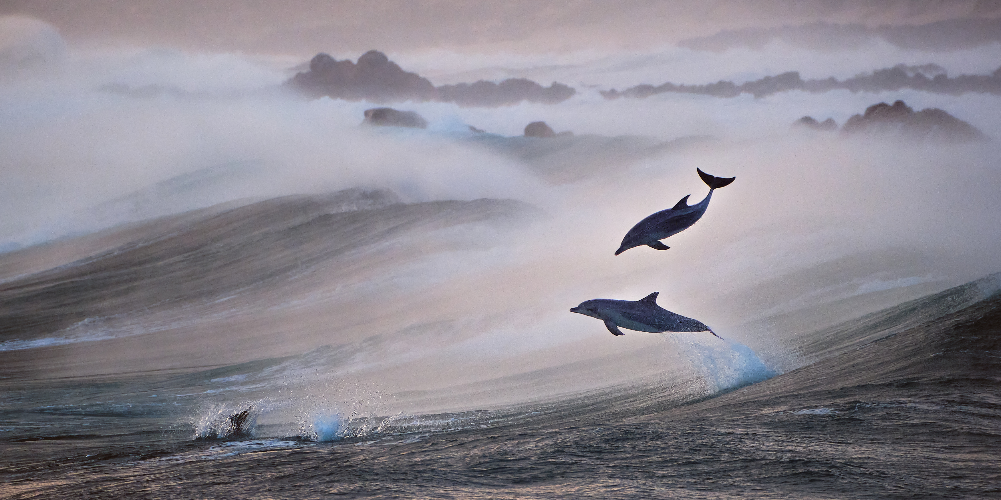 1. “Wild leap”, Jon Vause
“It was a wild winter’s day on the southwest coast of Western Australia, windy with a good swell pushing up from the Southern Ocean. I’d hiked into a remote beach that I know on the rugged coastline late in the day to capture some sunset wave photos and it’s always a bonus if dolphins show up. What I love about this image is it shows the wild ocean and harsh coastal conditions in winter then as a contrast there are dolphins totally suited to this environment leaping through the swells just having fun.”