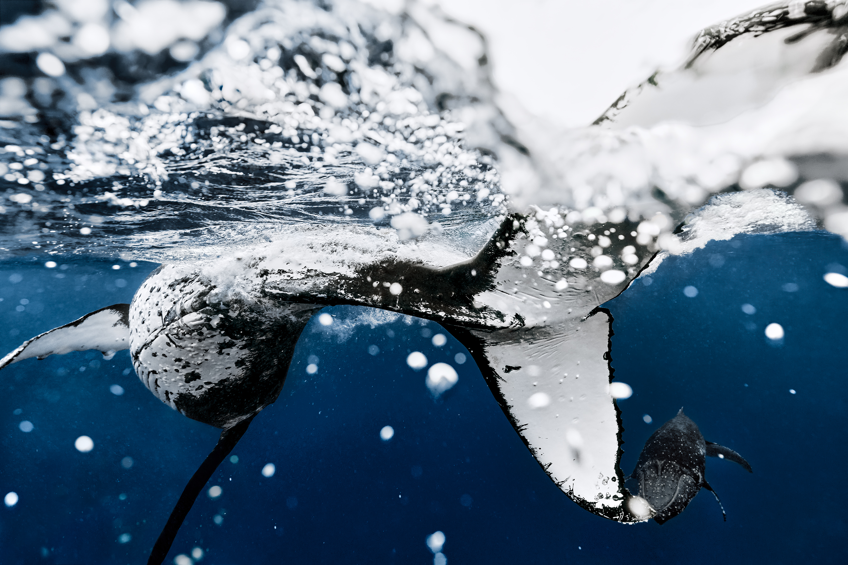 No fluke. Image: Maddison Woollard/supplied