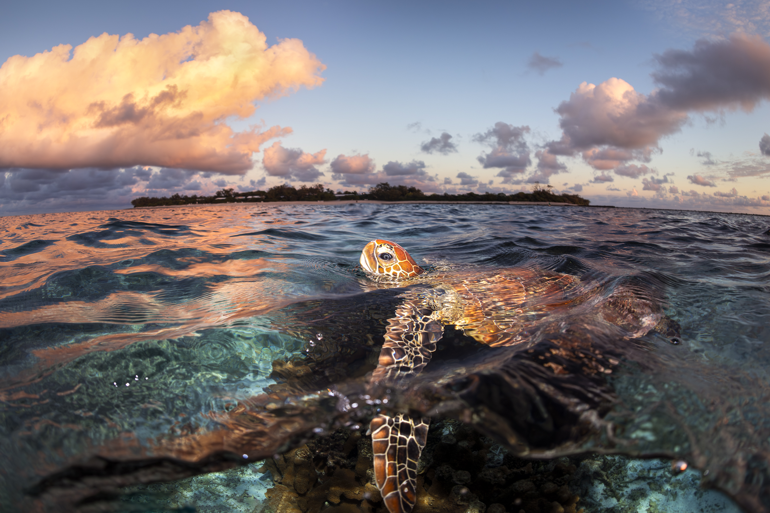 Image: Gergo Rugli – 'First-breath'. Animal category 2025