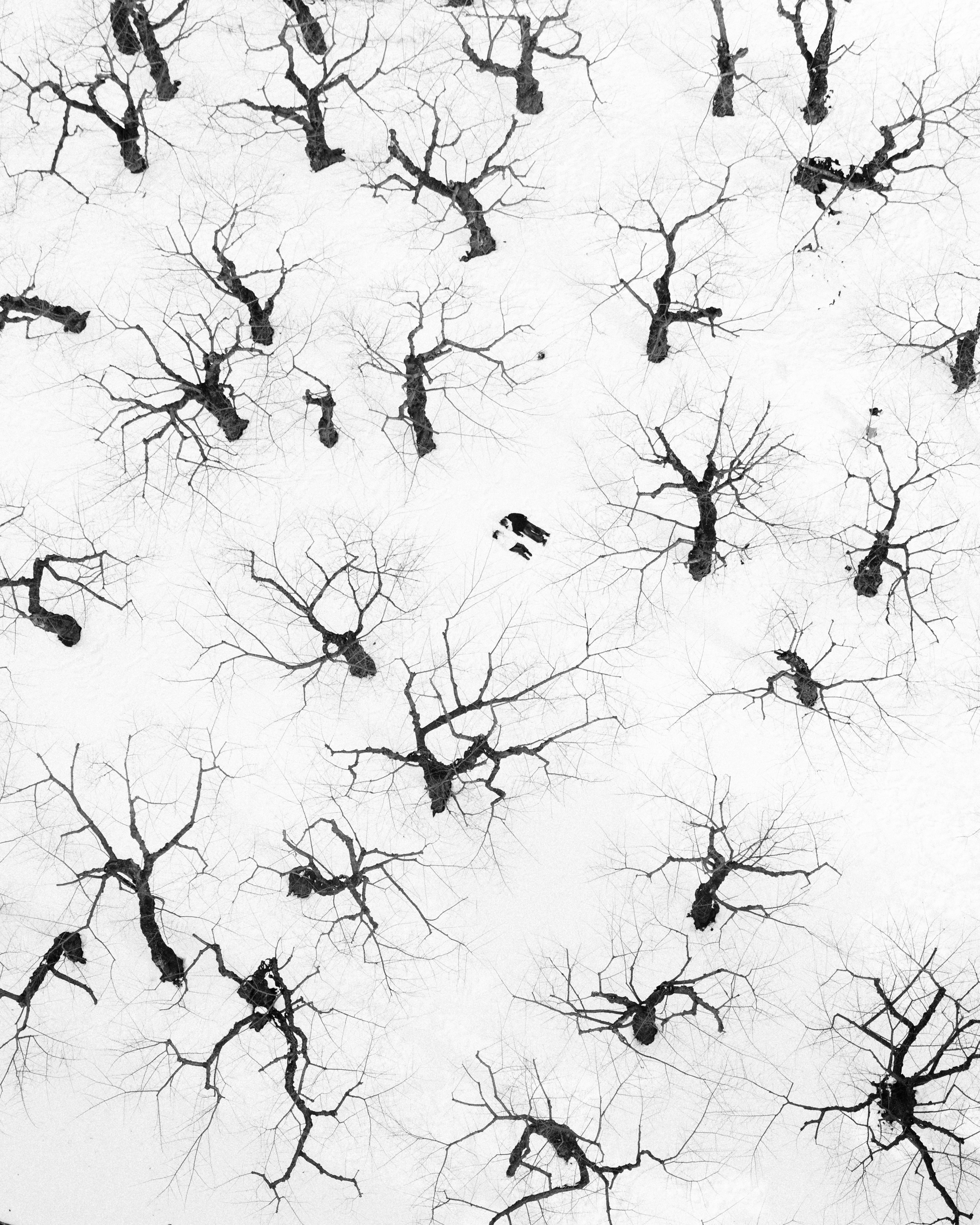 Shapes of Winter by Pepijn Thijsse