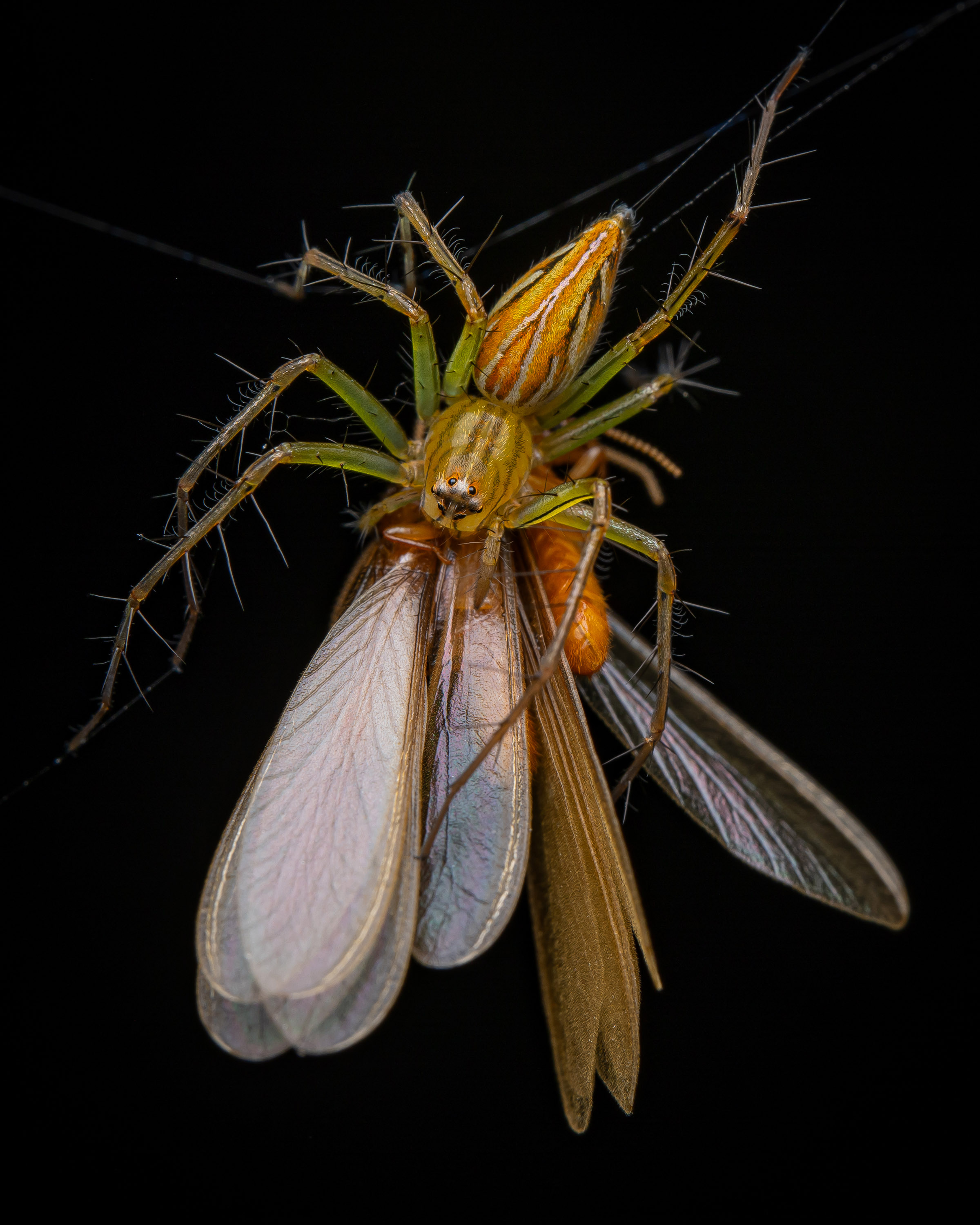 A lynx spider eating termites in Hong Kong. First place in the Arachnids category. © Artur Tomaszek / CUPOTY