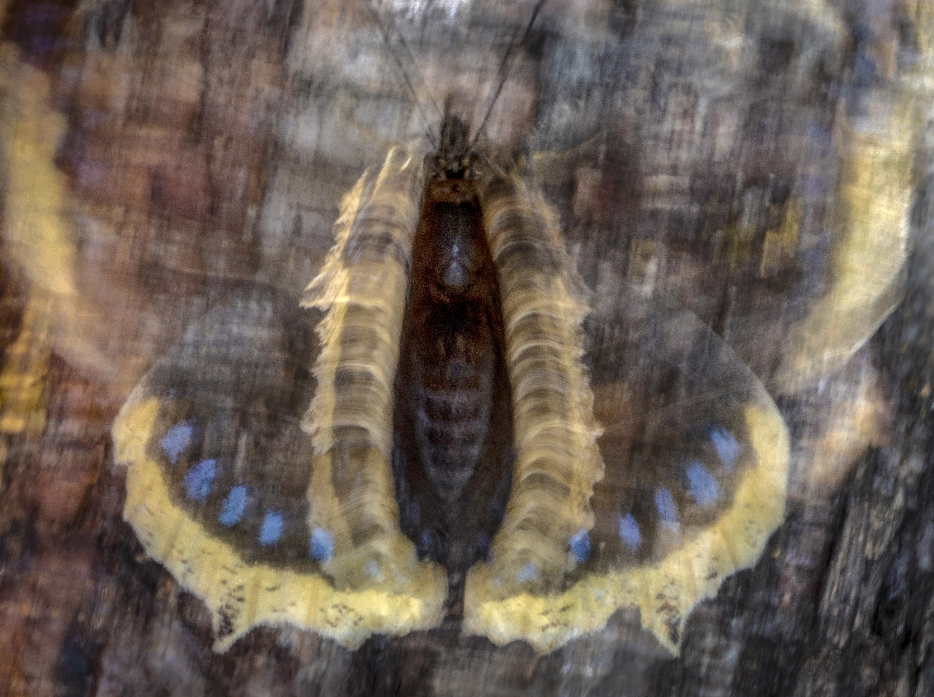 A Camberwell beauty flashes its wings to defend its feeding spot on a birch tree trunk in Follo, Norway. First place in the Butterflies category. © Pal Hermansen / CUPOTY