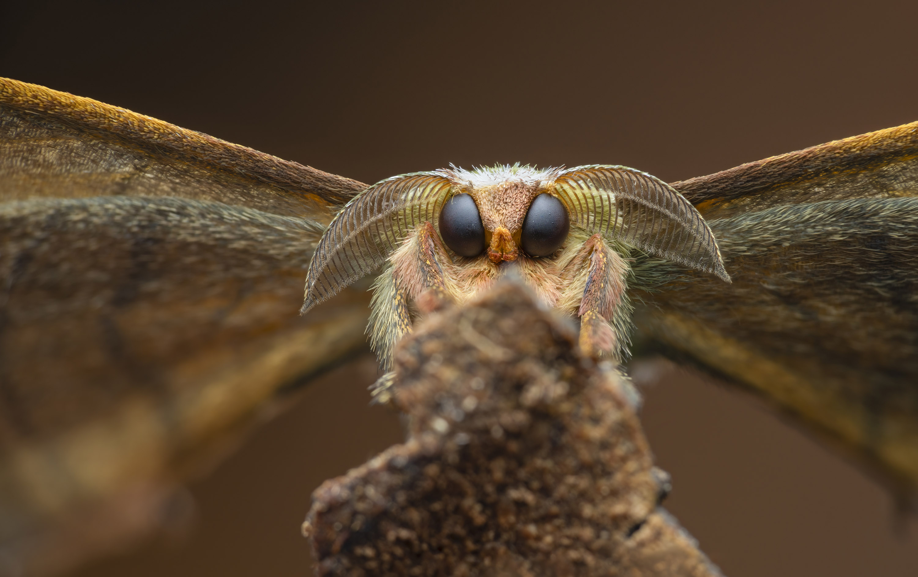 A moth (Bombycidae sp.) in Tinamaste, Costa Rica. First place in the Invertebrate Portrait category. “A favourite quarry of many macro photographers, it is always a lovely opportunity to spend time with members of the Bombycid family. Incredibly photogenic, the large eyes and antenna positions of these moths, especially the males, always lend their portraits a somewhat melancholy feeling. They are a lesson in beautiful subtlety and a reminder to always give even the simplest arthropods and small creatures a second, closer look.” © Laurent Hesemans / CUPOTY