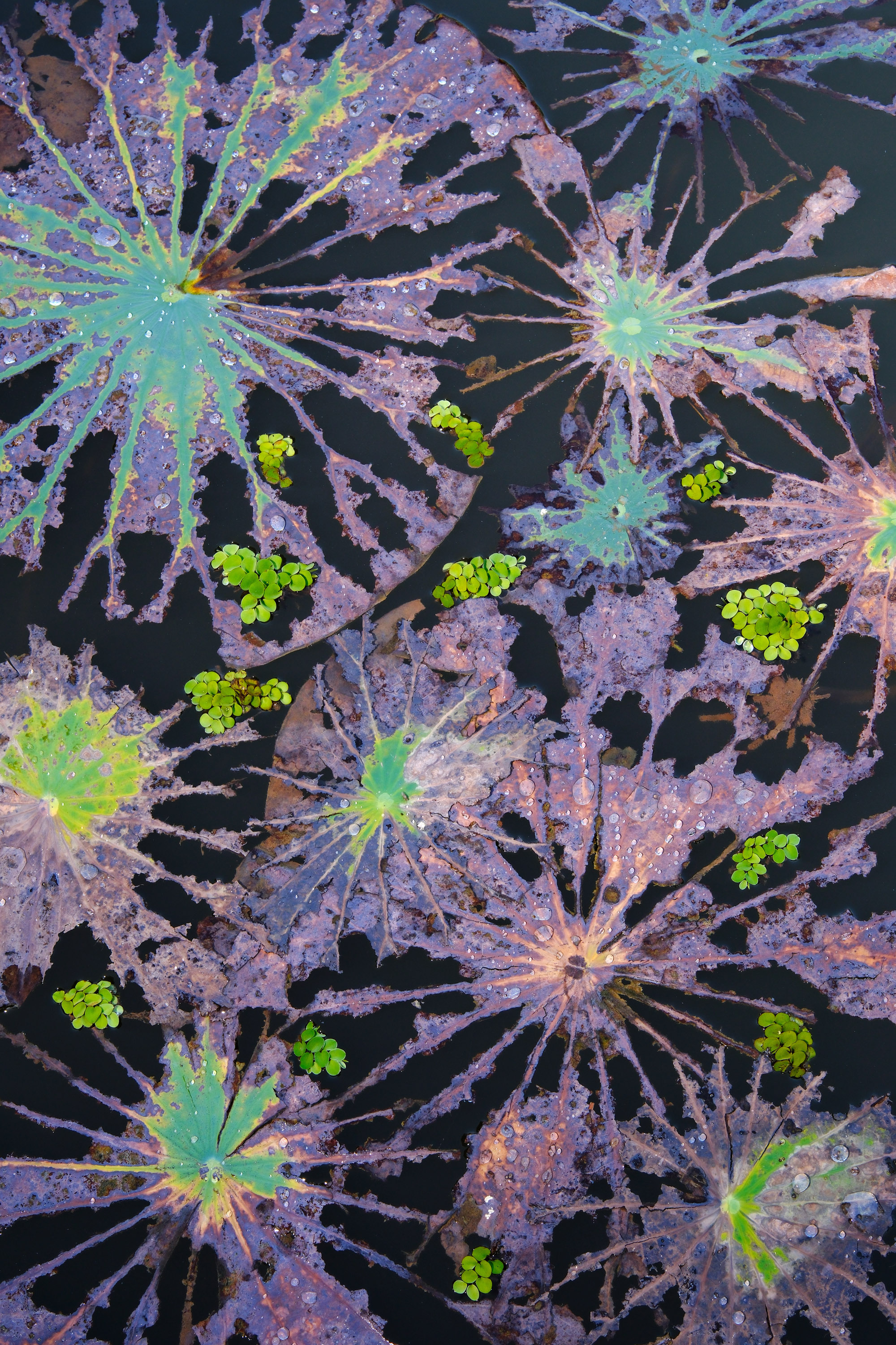 Decaying lotus leaves and floating fern (Salvinia natans) in Xishuangbanna Tropical Botanical Garden, China. First place in the Plants category. © Minghui Yuan / CUPOTY