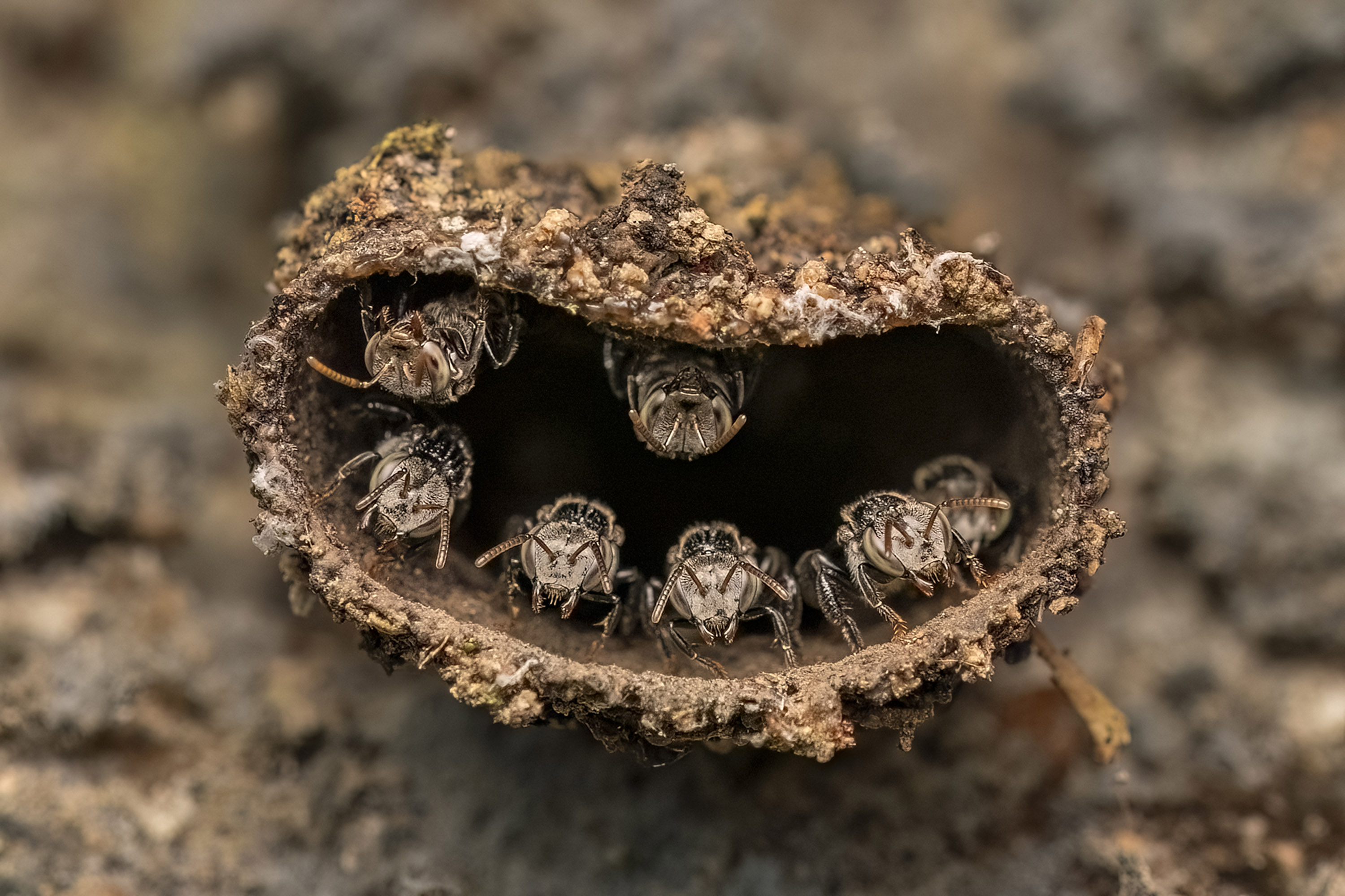 Stingless bee (likely Tetragonula sp.) nest in Mezhathur, Kerala, India. First place in the Young category. © Rithved Girish / CUPOTY