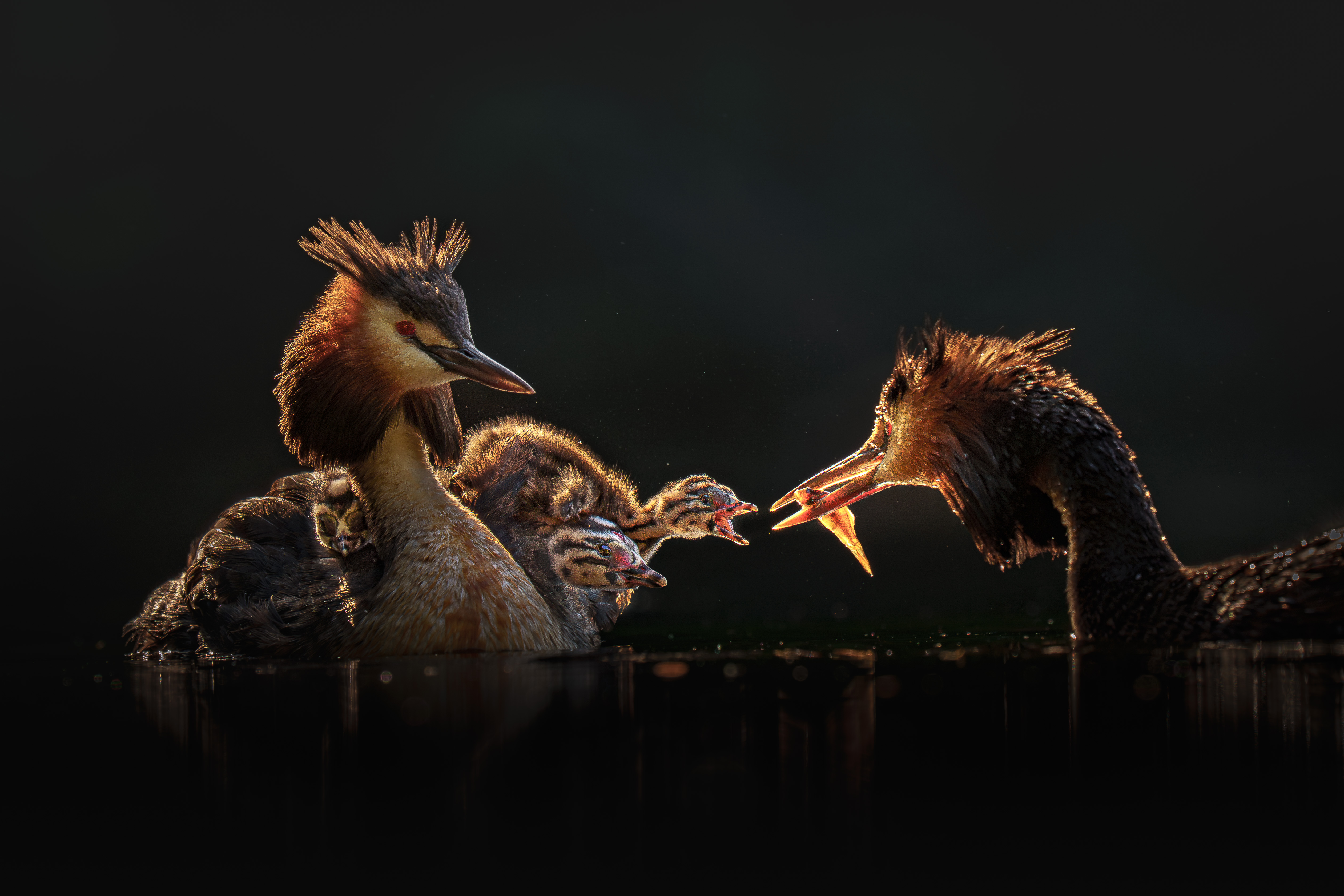 2. “In the glow of care”, Donald Chin
“Taken at Herdsman Lake in Perth, WA, this moment captures a pair of great crested grebes tenderly raising their young. I’ve spent years returning to this spot, documenting their journey from courtship to parenthood. On this day, the golden light revealed just how devoted they are in feeding, protecting and guiding their chicks with remarkable care. It’s scenes like this that keep drawing me back to this beautiful and naturally well preserved place.”