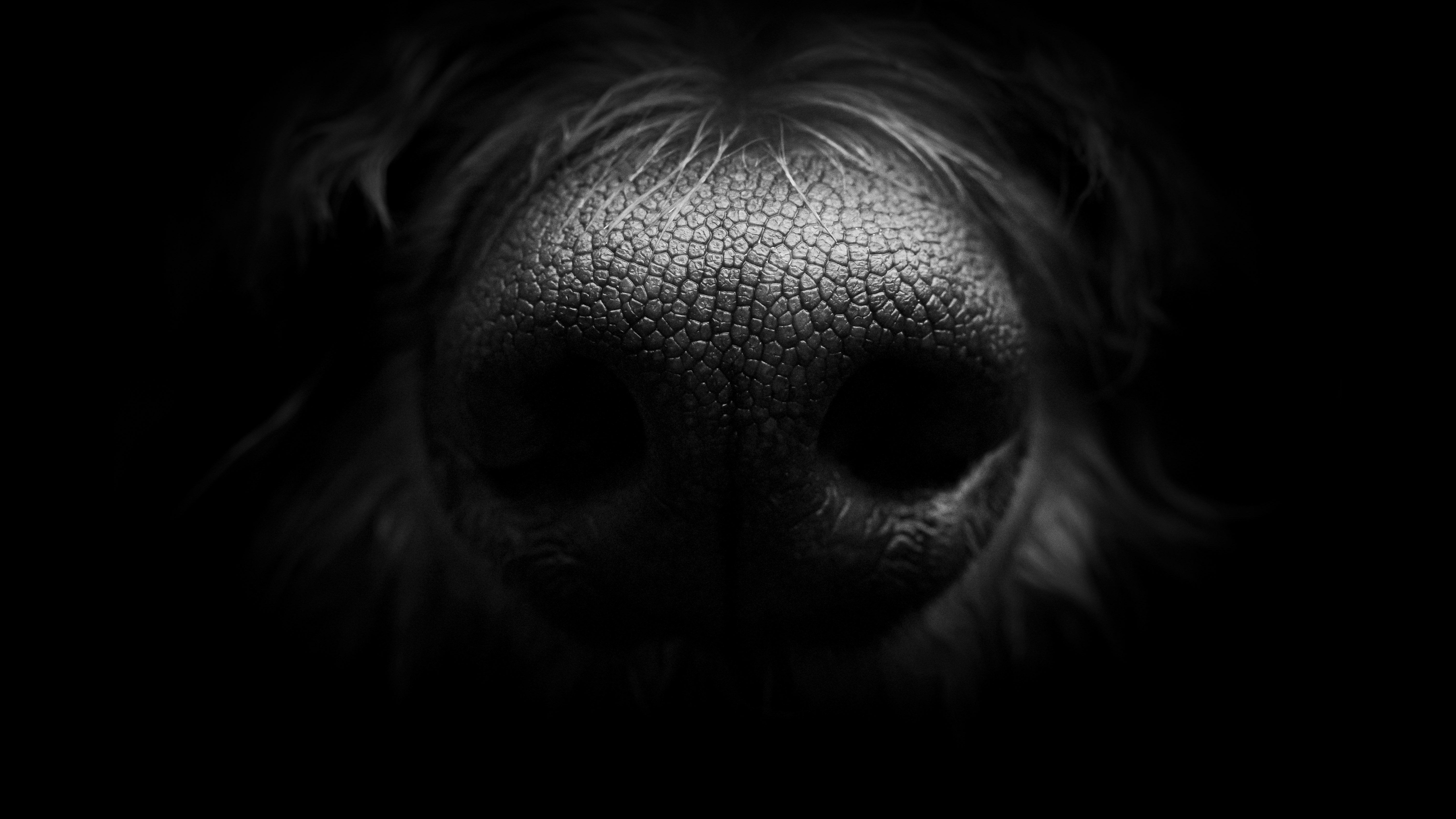 'Henry's Nose,' by Lilly Siemon. Runner-Up, Animals Category, The Mono Awards 2025.