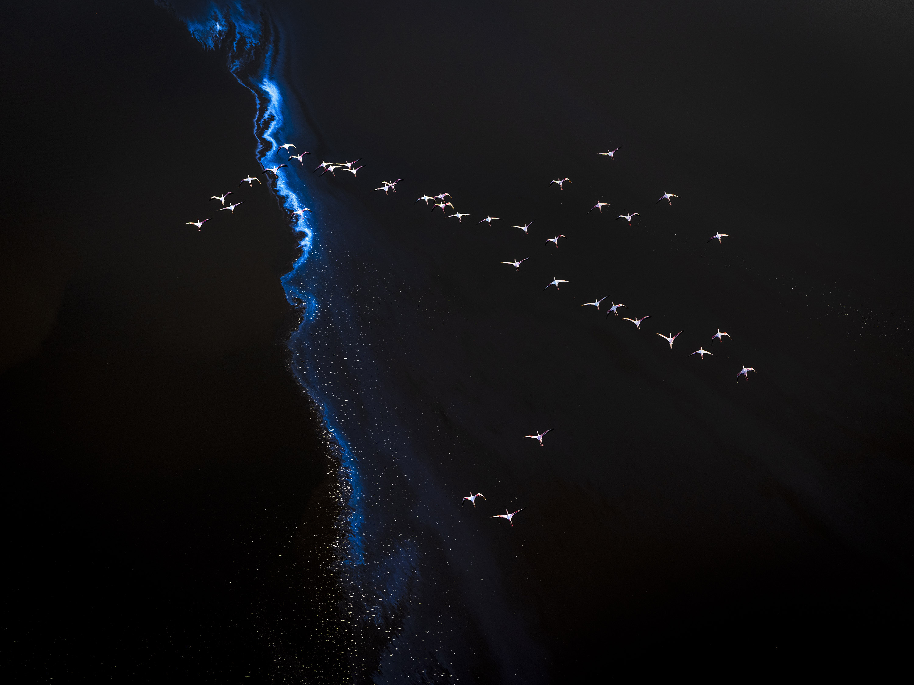 Aerial Photograph, Kenya, 2024Over Lake Magadi, flamingos and algae choreograph living patterns that feel both ancient and alive. The lake’s extreme alkalinity—rich in soda ash and dissolved minerals—creates the perfect conditions for dense blooms of cyanobacteria, whose pigments stain the water in deep crimsons and rusts. As flamingos gather to feed on the algae, their movements trace pale arcs and whorls across the surface, stirring the mineral-laden shallows and reshaping the colours beneath their feet.